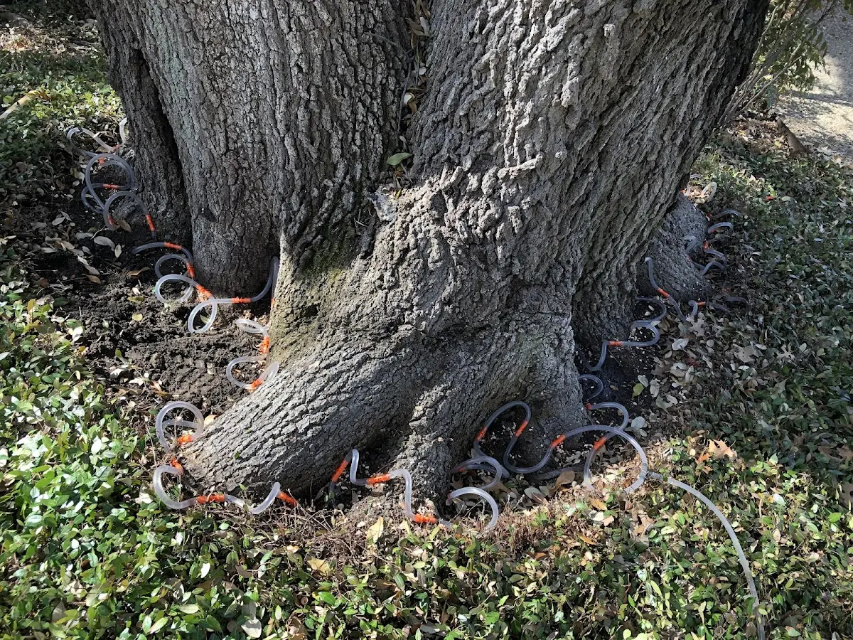 Detailed Tree Cabling and Bracing job site in Granby