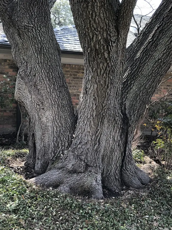 Mature heritage tree close to a Granby property cared for by certified arborists